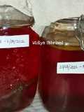 Kombucha Tea