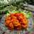Ayam Fillet Saos Padang