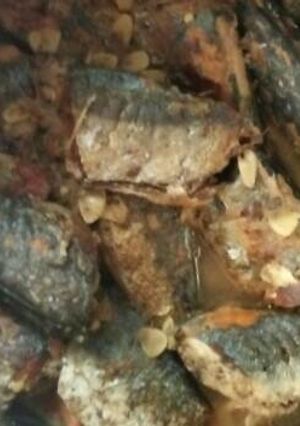 Hình của món Món cá nục kho.