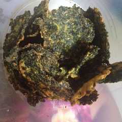 รูปของ Dendeng / kripik daun singkong