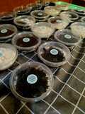 Oreo Cheese Cake