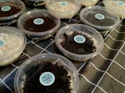 Gambar cheese cake goriorio