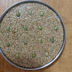 A picture of Chikki.