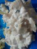 Pollo en crema de queso parmesano