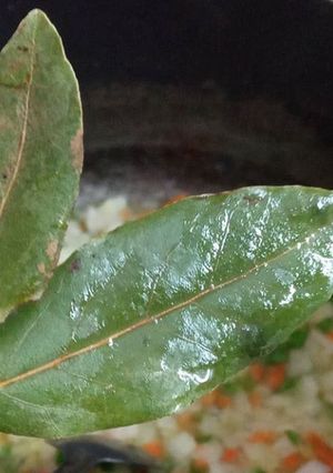 Una foto de Hojas de Laurel