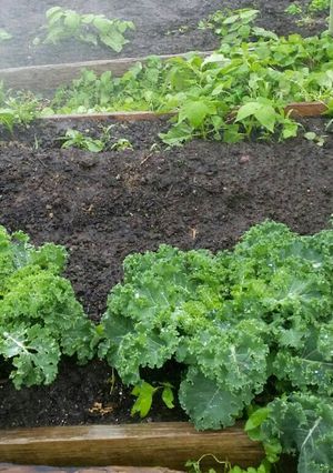 A picture of Kale Soup.