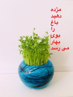 عکسی از دستور سبزه عدس