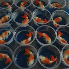 A picture of Agar" ikan koi.