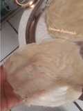 Samosa/Spring Rolls Sheets