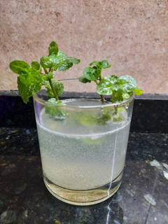 Una foto de Limonada de jengibre y menta
