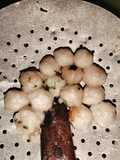 Salome empuk