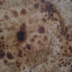 A picture of Aloo ka paratha.