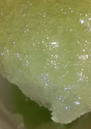 Une photo de Granita glace au sirop menthe