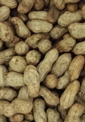 Foto resep Kacang rebus 10 menit