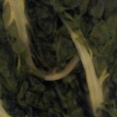 A picture of Leaf spinach.