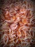 Spaghetti al gamberetti (Spaghetti con gambitas)