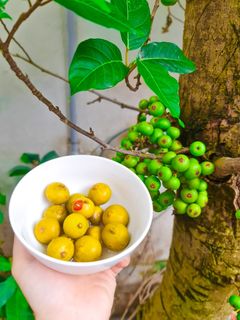 Hình của món Sung muối.