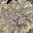 Non traditional Chicken and Dumplings