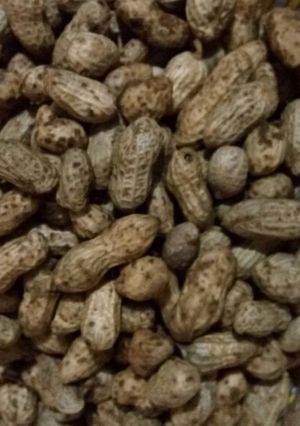 Foto resep Kacang Rebus nikmat #BikinRamadanBerkesan