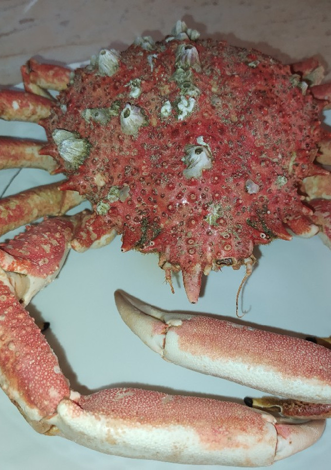 Una foto de Cocer un centollo