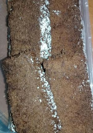 Foto resep Bronis kukus anti gagal