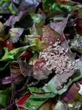 Ensalada con semillas de anís