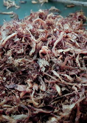 Hình của món Ruốc nấm sò trắng (nấm bào ngư).