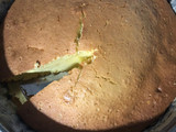 Bizcocho de anís