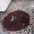 Tarta de chocolate y calabaza "Halloween"