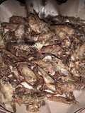Ikan wader goreng