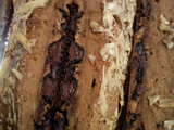 Bolu moccachoco