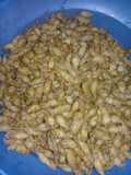 Kacang sembunyi