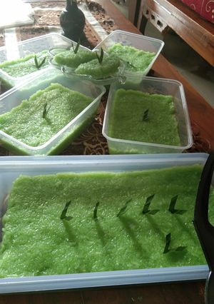 Foto resep Wajik ketan hijau ala "Dapur Mayang"