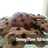 Lactation Cookies | Oats Chocochips Cookies