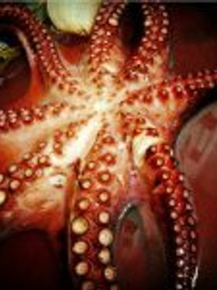 Una foto de Pulpo al granaino