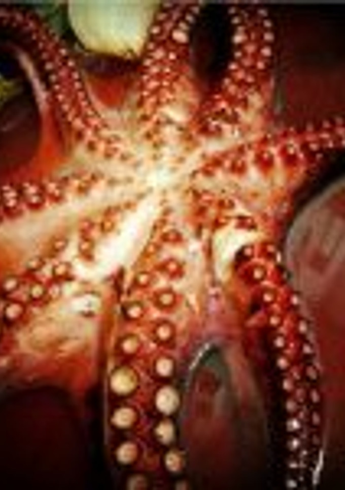 Una foto de Pulpo al granaino