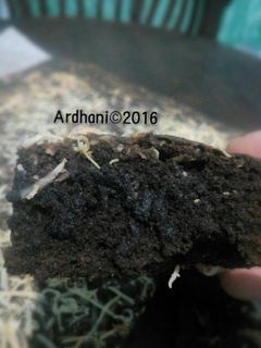 Foto resep Brownies Panggang