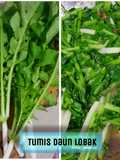 Tumis Daun Lobak simple
