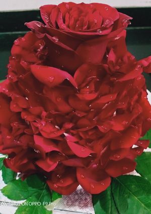A picture of RED Rose cake.