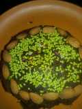 Biscuit cake with Almonds
