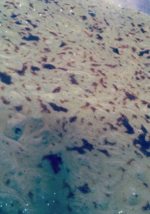 صورة لوصفة المعكرونة بالباشميل 😋