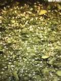 Royal Zaatar