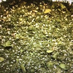 A picture of Royal Zaatar.