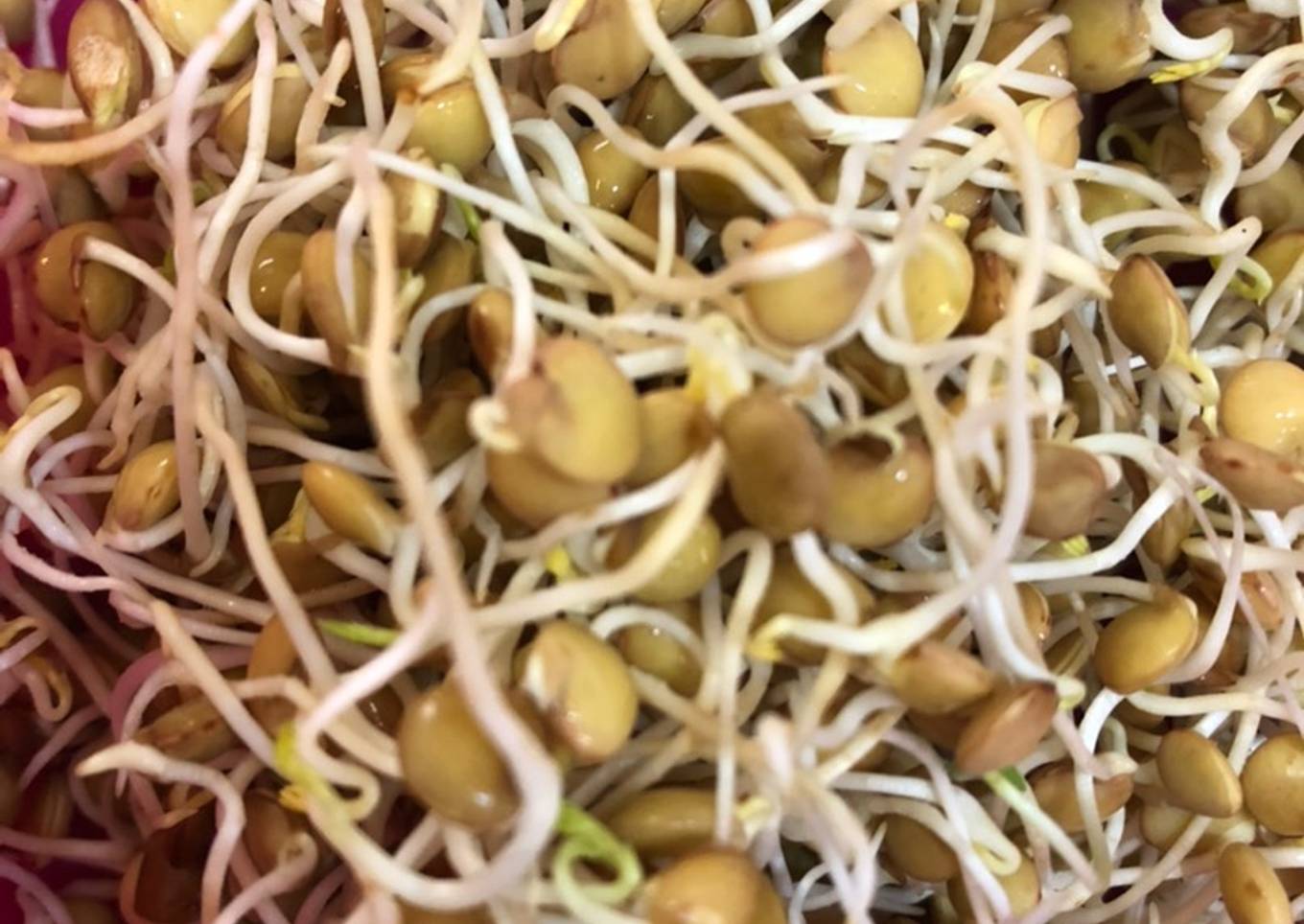 Haz tu propio germinado de lenteja 😋