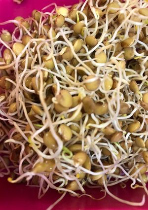 Una foto de Haz tu propio germinado de lenteja 😋