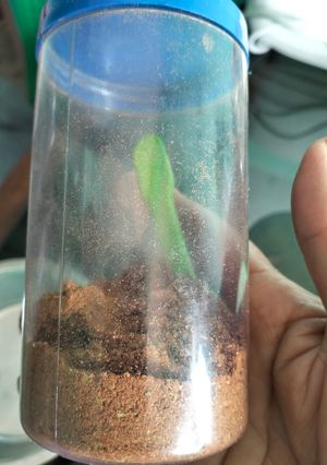 শাহী গরম মশলা (Shahi Garam masala recipe in bengali) রেসিপির প্রধান ছবি