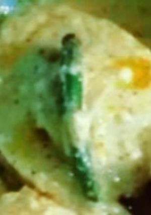 ভাপা ডিম রেসিপির প্রধান ছবি