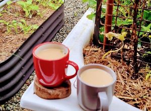 Hình của món Masala chai tea (trà sữa thảo mộc Ấn Độ).