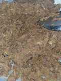 Terik daging sapi suir