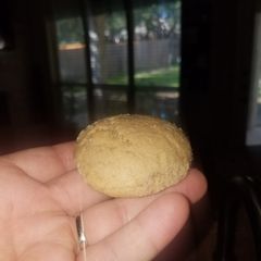 A picture of Gios cookies.
